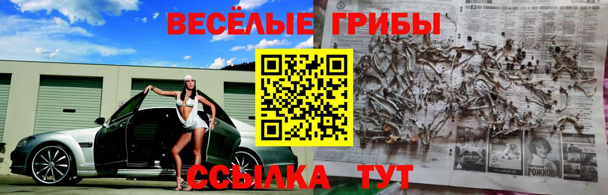 Галлюциногенные грибы MAGIC MUSHROOMS  Псилоцибиновые грибы Cubensis  Камышлов  как найти наркотики  Вход с VPN 